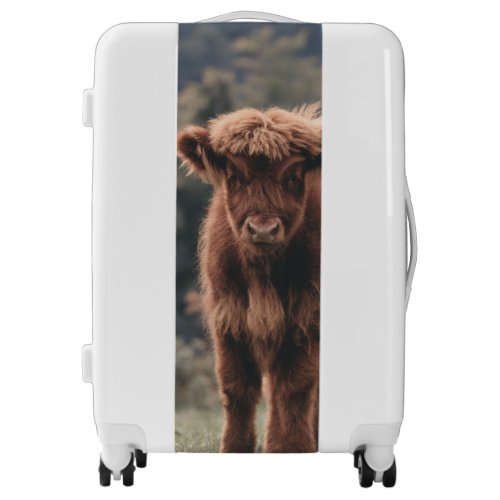 Highland cow calf autumn grass field luggage