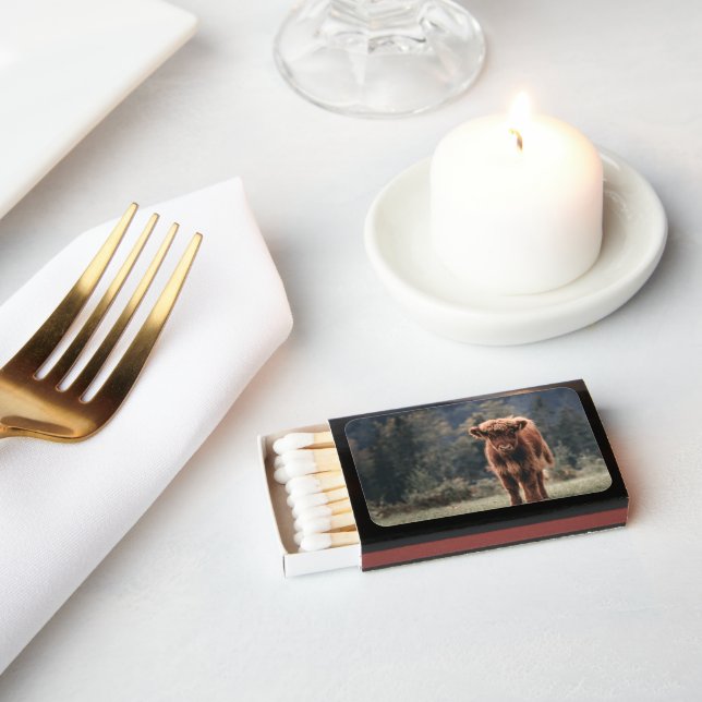 Highland cow calf autumn grass field matchboxes (Insitu)