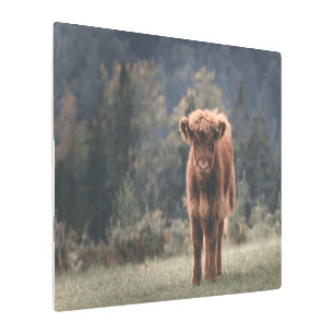 Highland cow calf autumn grass field metal print