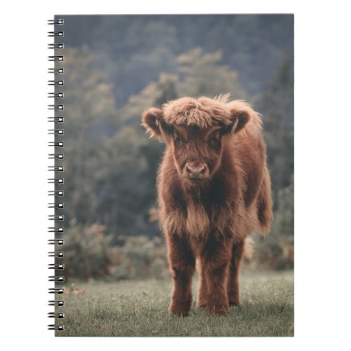 Highland cow calf autumn grass field notebook