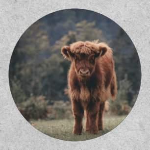 Highland cow calf autumn grass field patch