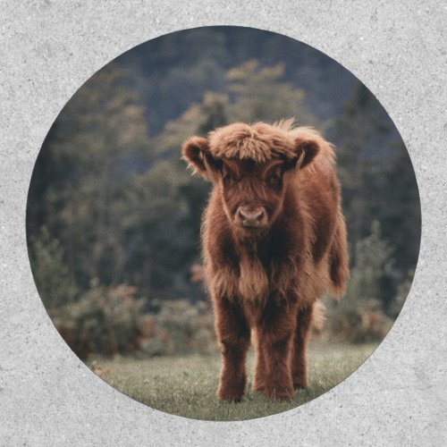 Highland cow calf autumn grass field patch