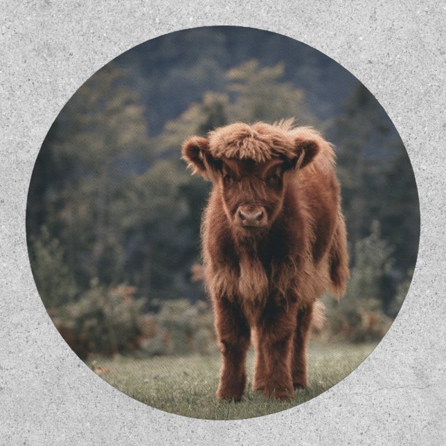 Highland cow calf autumn grass field patch (Front)
