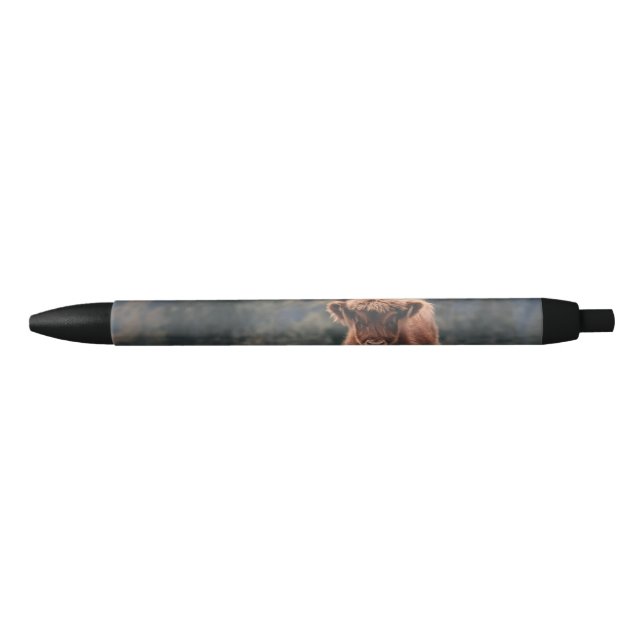 Highland cow calf autumn grass field pen (Front)