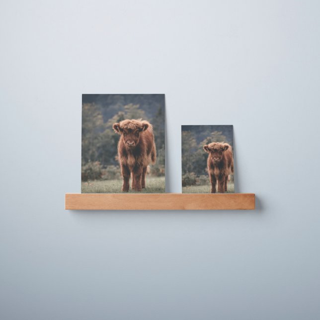 Highland cow calf autumn grass field picture ledge (Wall)