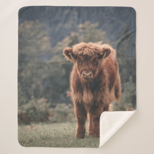 Highland cow calf autumn grass field sherpa blanket