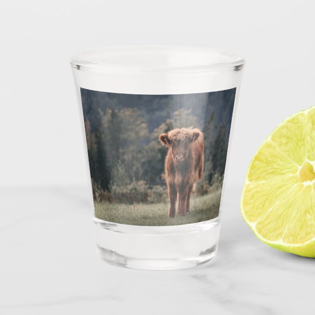 Highland cow calf autumn grass field shot glass (Front)