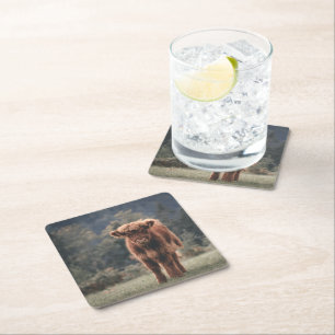 Highland cow calf autumn grass field square paper coaster