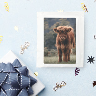 Highland cow calf autumn grass field tea bag drink mix