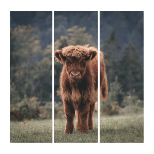 Highland cow calf autumn grass field triptych