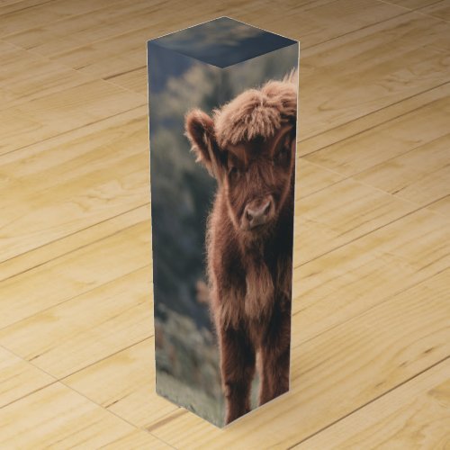 Highland cow calf autumn grass field wine box