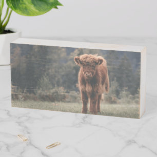 Highland cow calf autumn grass field wooden box sign