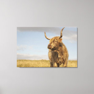 Highland Cow Canvas Print