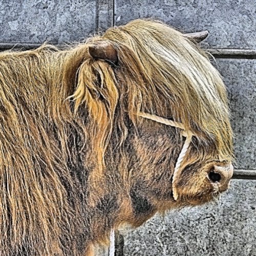 HIGHLAND COW CAR MAGNET