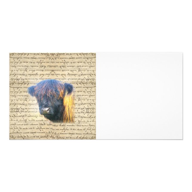 Highland cow card (Front)