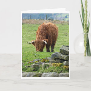 Highland cow card