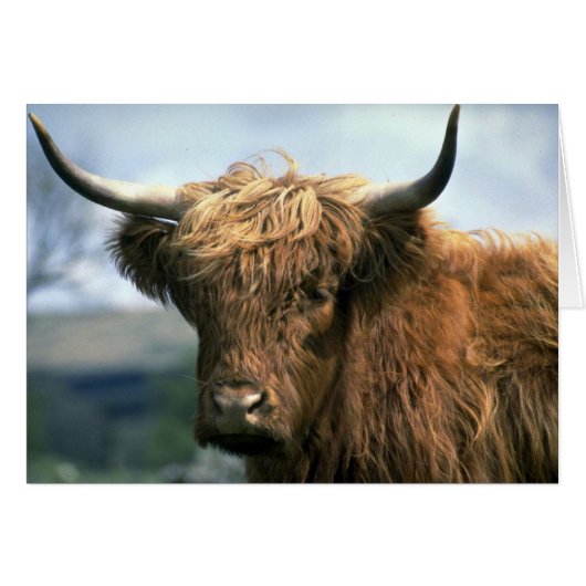 Highland cow cards (Front Horizontal)