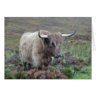 Highland cow cards