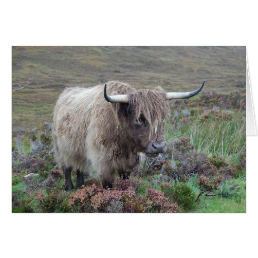 Highland cow cards (Front Horizontal)