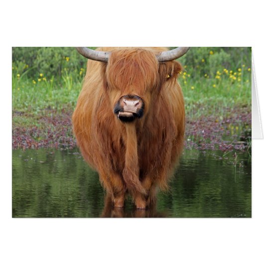 Highland cow cards (Front Horizontal)