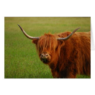 highland cow cards