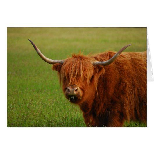 highland cow cards (Front Horizontal)