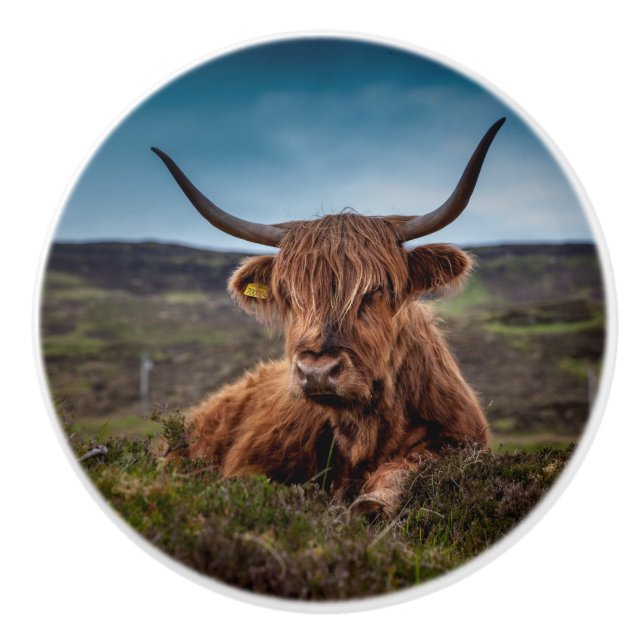 Highland Cow Ceramic Knob (Front)