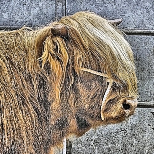 HIGHLAND COW CLOCK