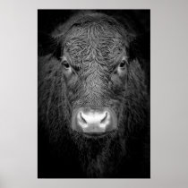 HIGHLAND COW CLOSE-UP - BLACK & WHITE POSTER