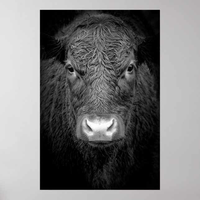 HIGHLAND COW CLOSE-UP - BLACK & WHITE POSTER (Front)