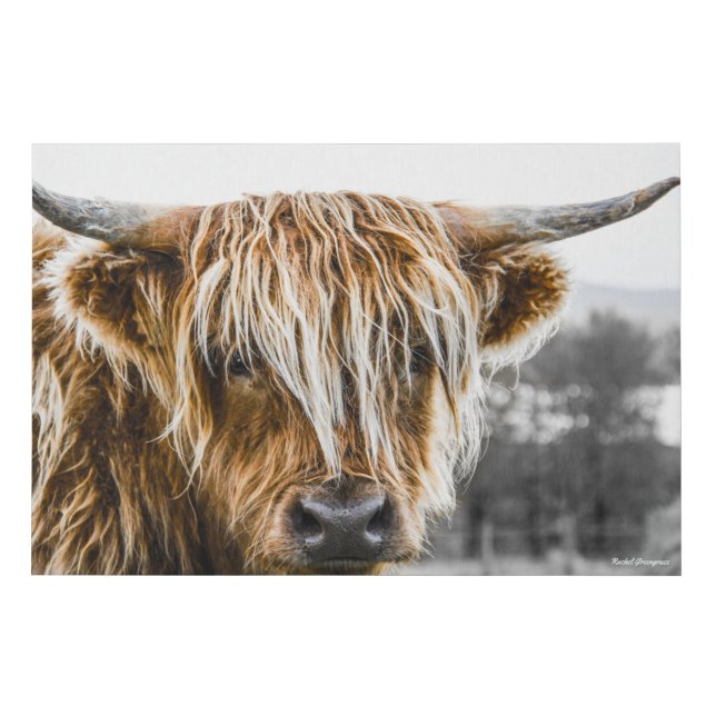 Highland Cow Coo Faux Canvas Print (Front)