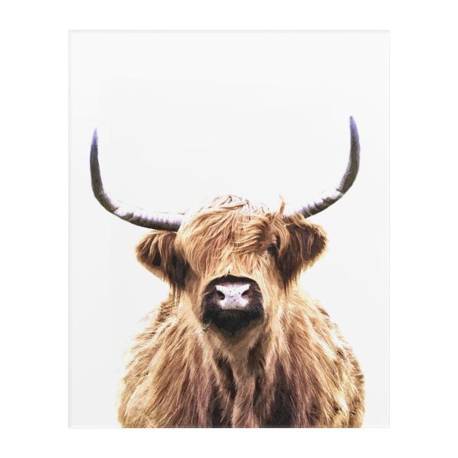 Highland cow farm animal portrait acrylic print (Front)