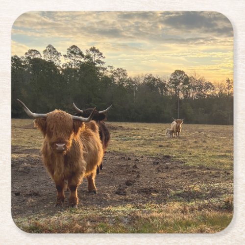 Highland Cow Farm Field Photo Square Paper Coaster