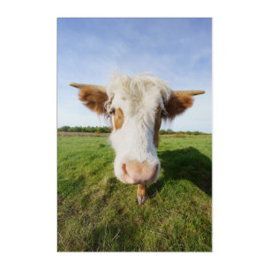 Highland Cow Getting Close Acrylic Print