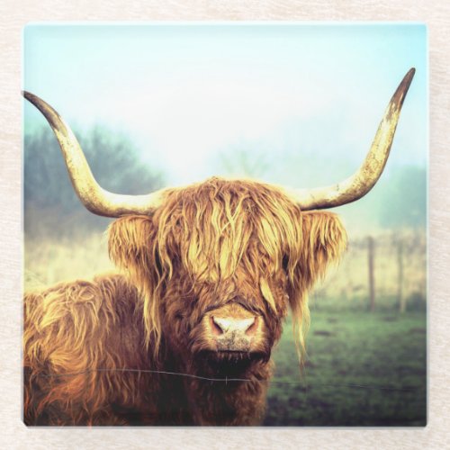 Highland Cow Glass Coaster