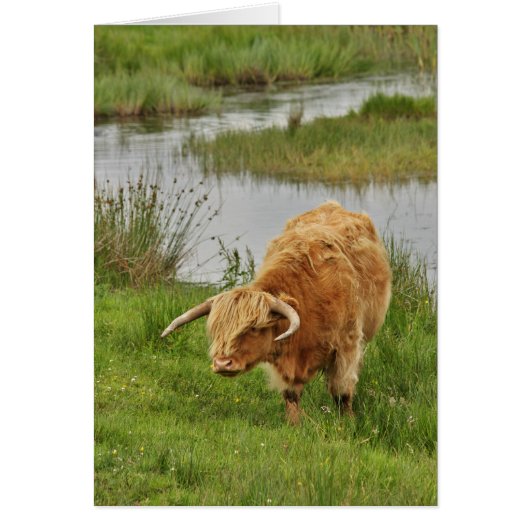 Highland Cow in Grass Cards (Front)