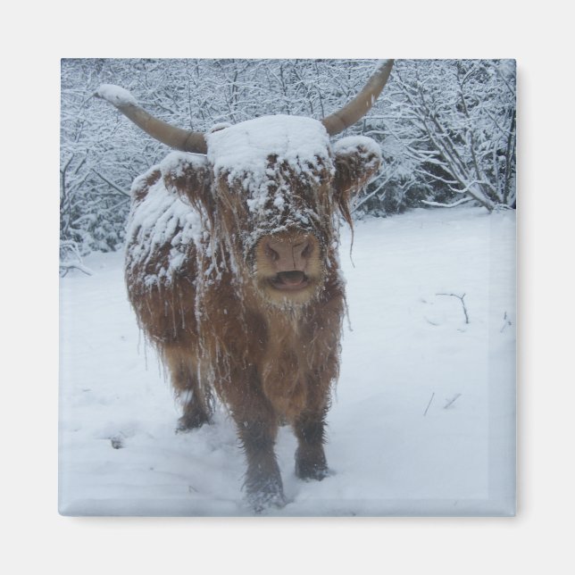 Highland Cow In The Snow Magnet (Front)