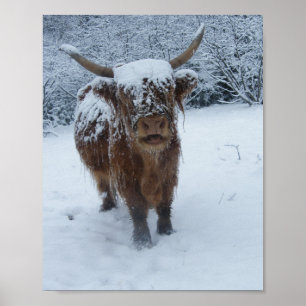 Highland Cow In The Snow Poster