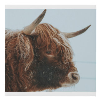 Highland Cow in the Snow Wrapped Canvas Print