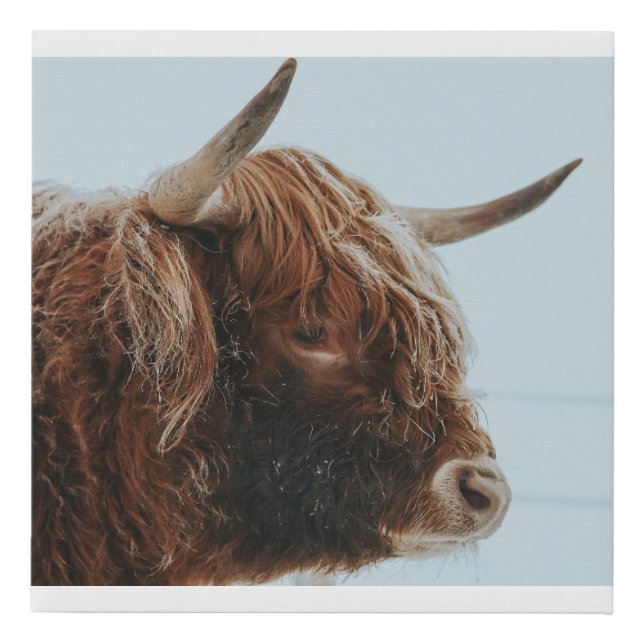 Highland Cow in the Snow Wrapped Canvas Print (Front)