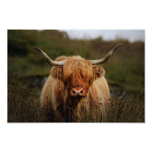 Highland Cow Isle of Mull Photo Print