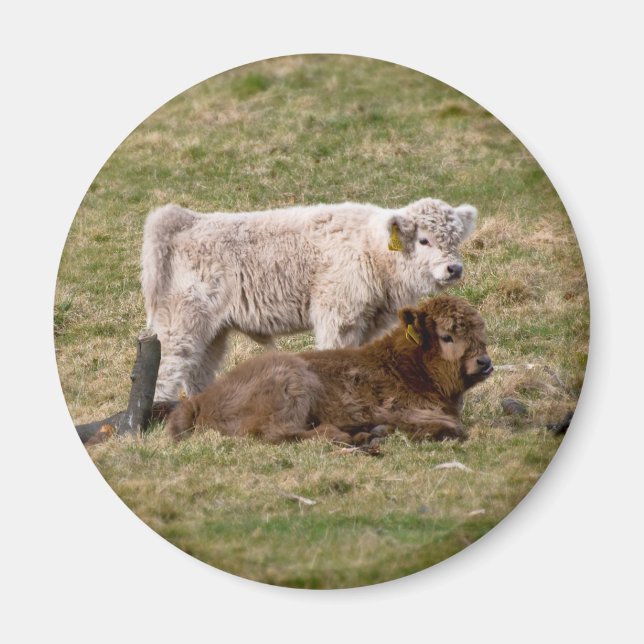 Highland Cow Magnet (Front)