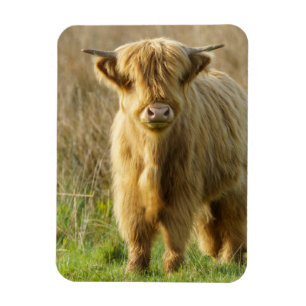 Highland Cow Magnet