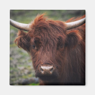 Highland cow magnet