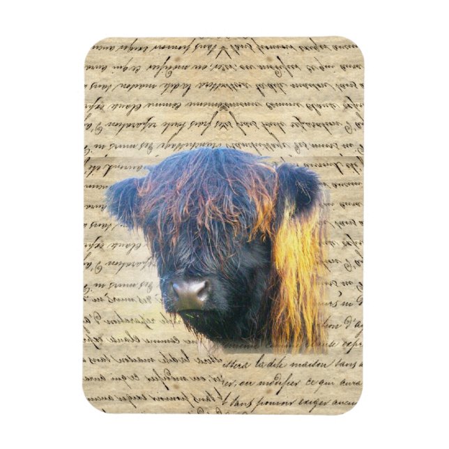 Highland cow magnet (Vertical)