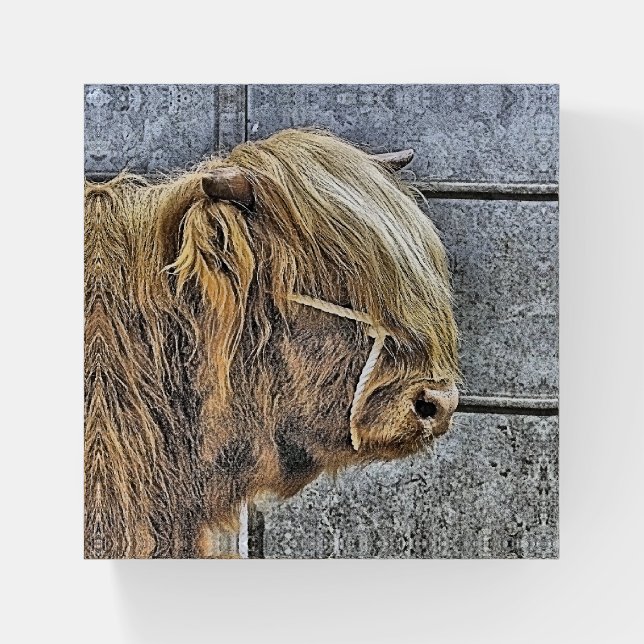 HIGHLAND COW PAPERWEIGHT (Front)