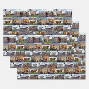Highland Cow Photo Collage, Gift Wrap Sheets,