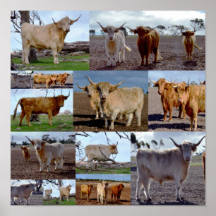 Highland Cow Photo Collage, Poster
