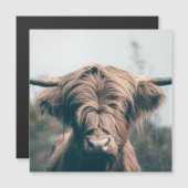 Highland cow portrait (Front/Back)