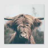 Highland cow portrait (Front)